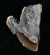 Large, Rooted Triceratops Tooth - #4469-2